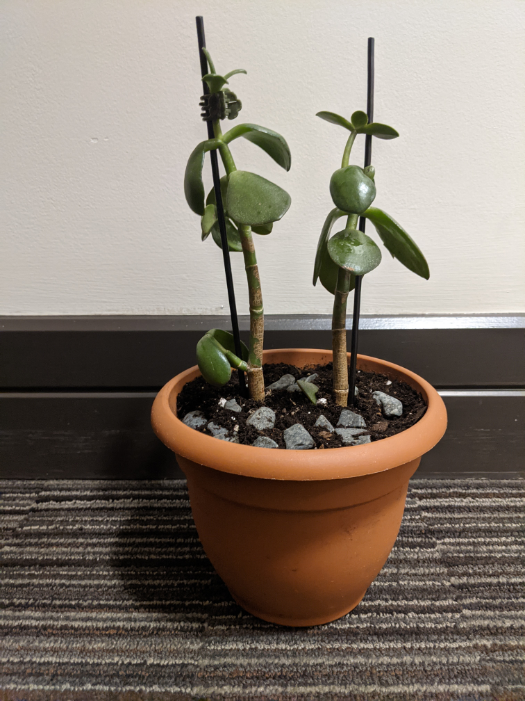 Jade Plant Succulent