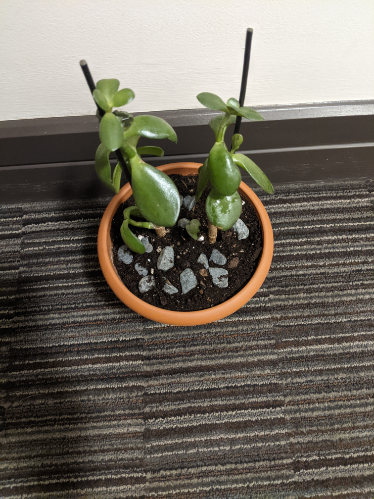 Jade Plant Succulent - photo 2