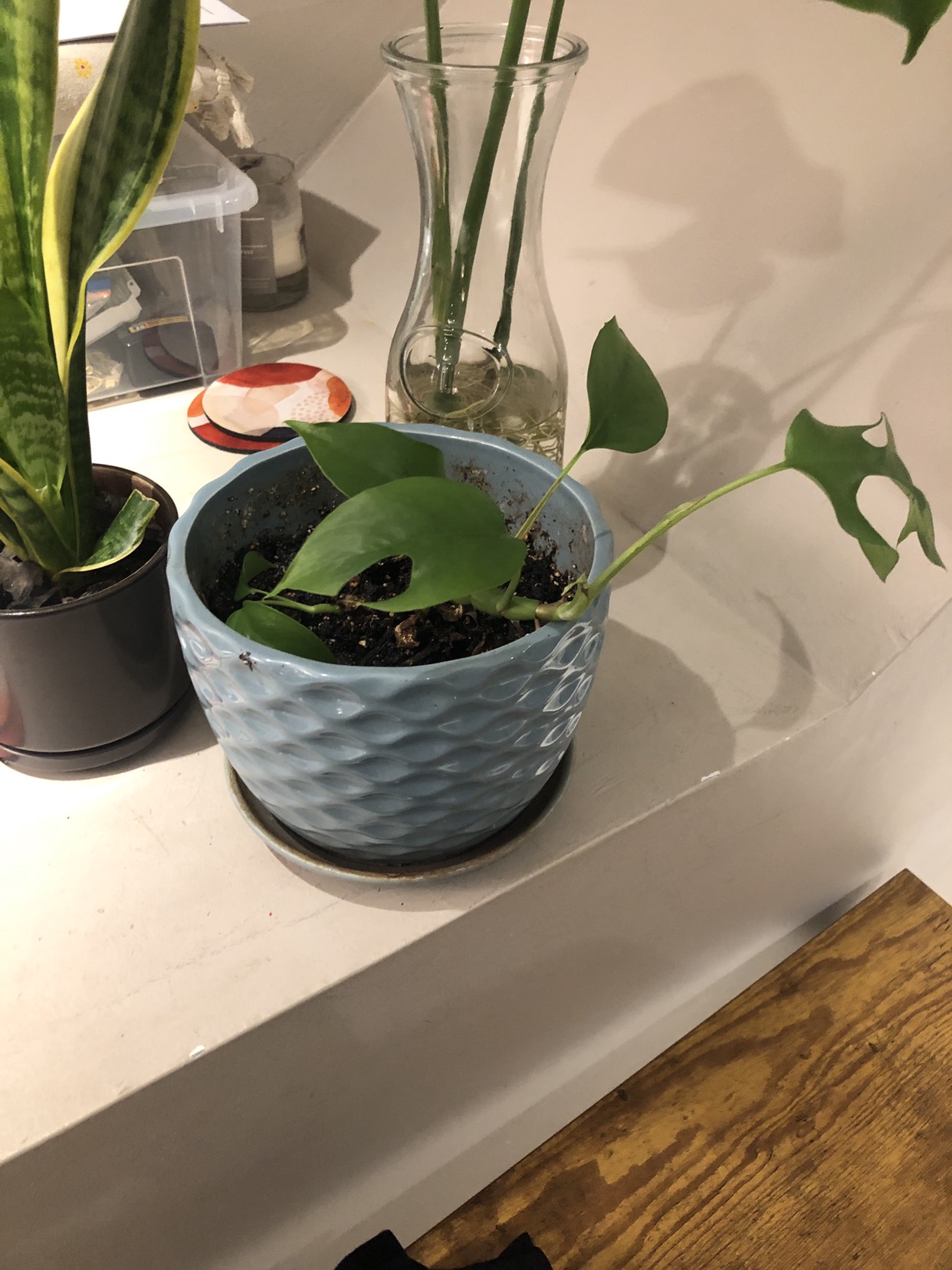 Combo plants set + pots - photo 4