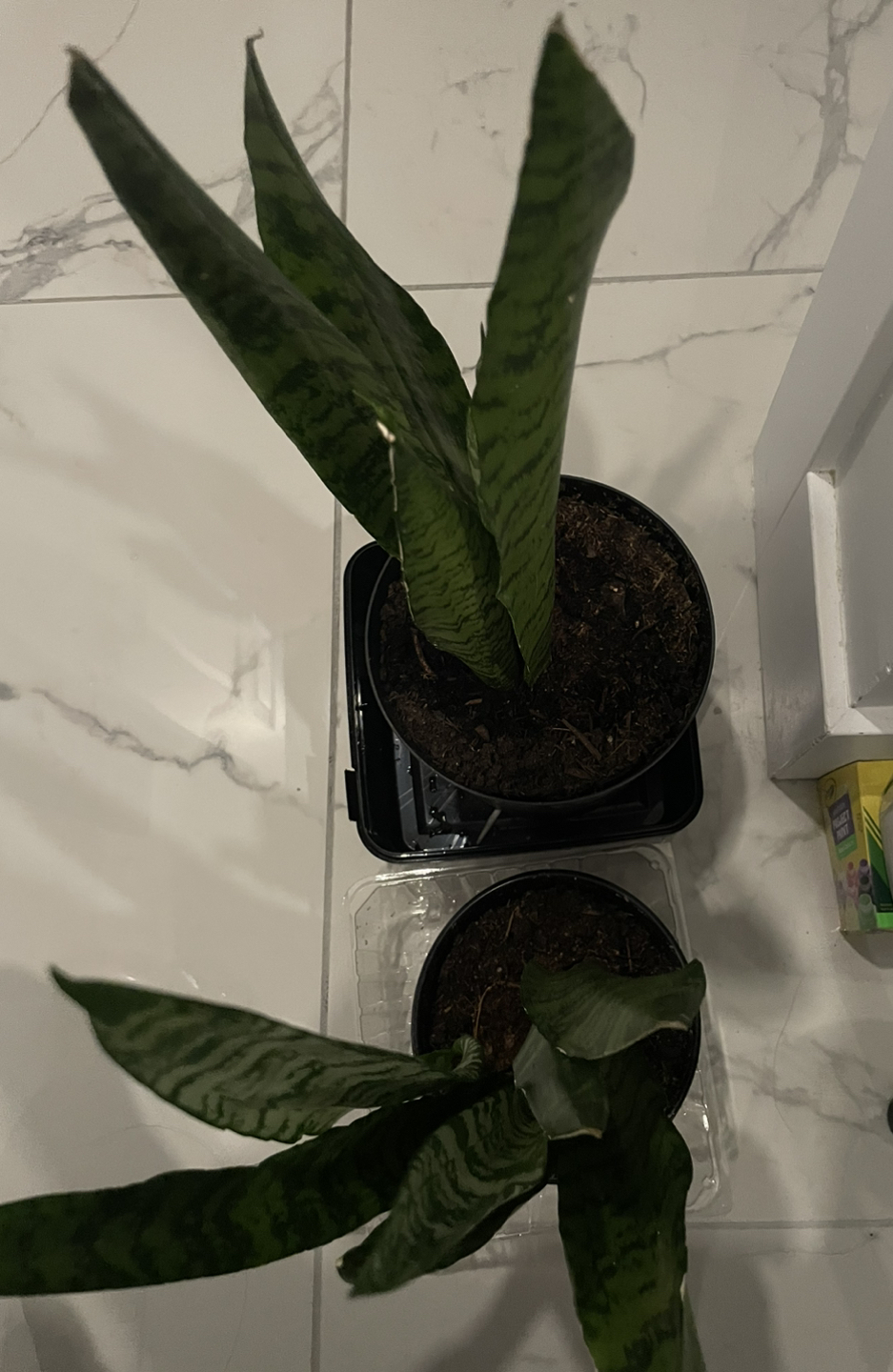 2 snake plants - photo 2