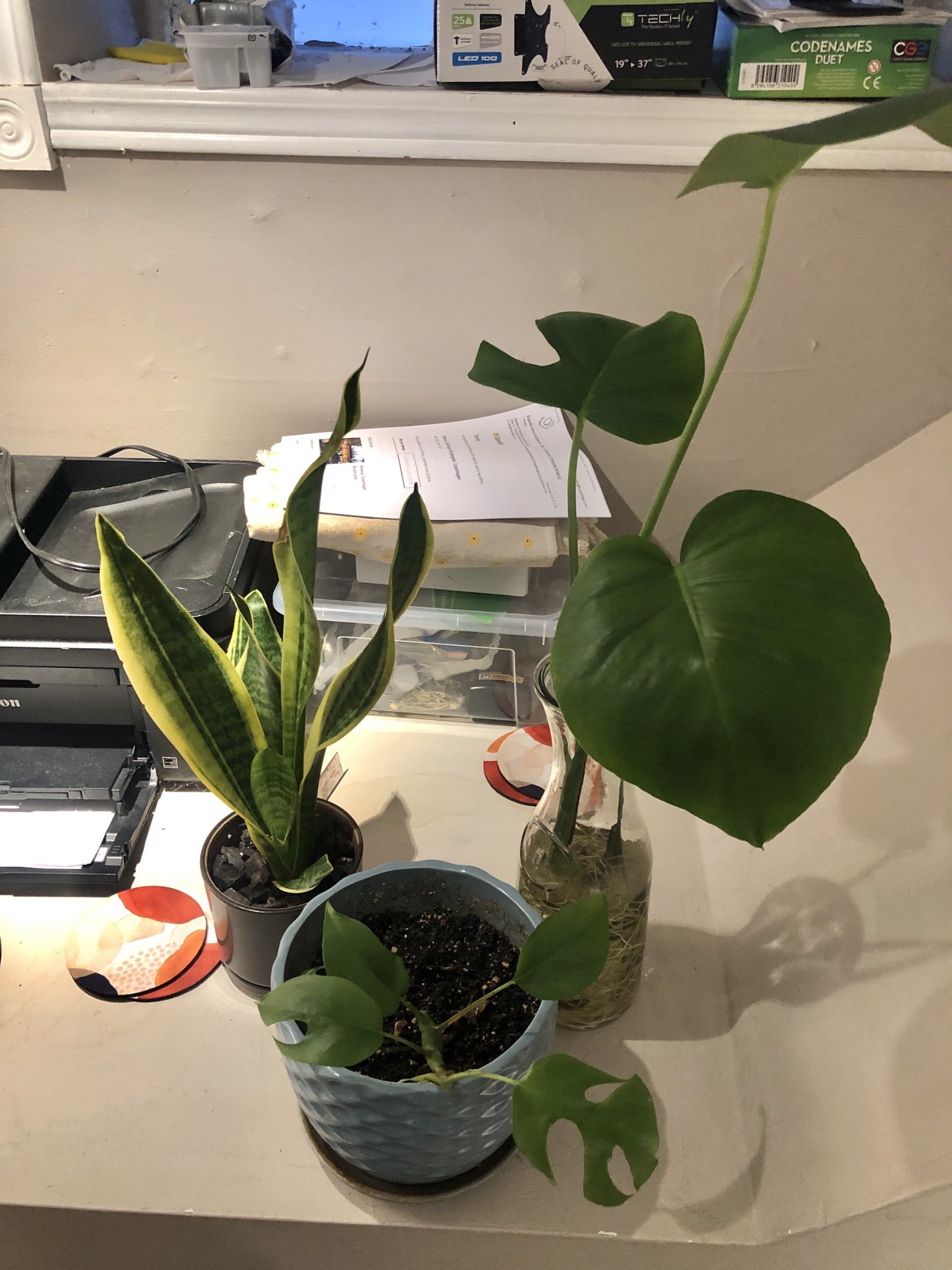 Combo plants set + pots