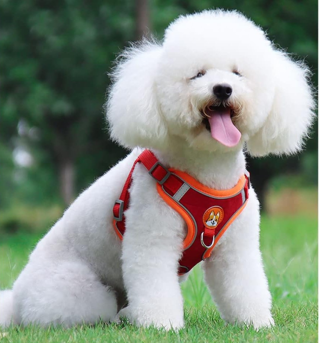 New Dog Puppy Harness and Leash Red Set