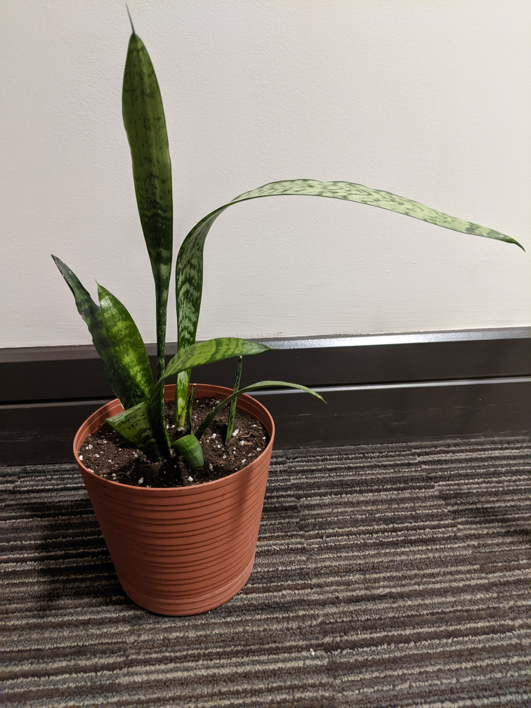 Snake Plant image indicator(2)
