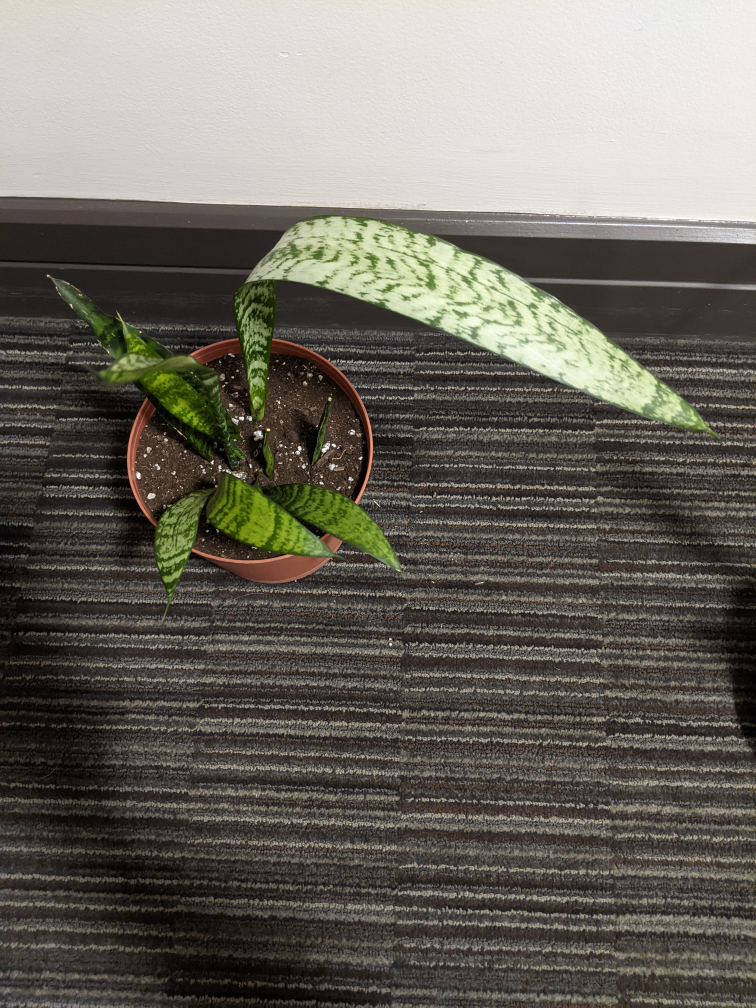 Snake Plant image indicator(3)