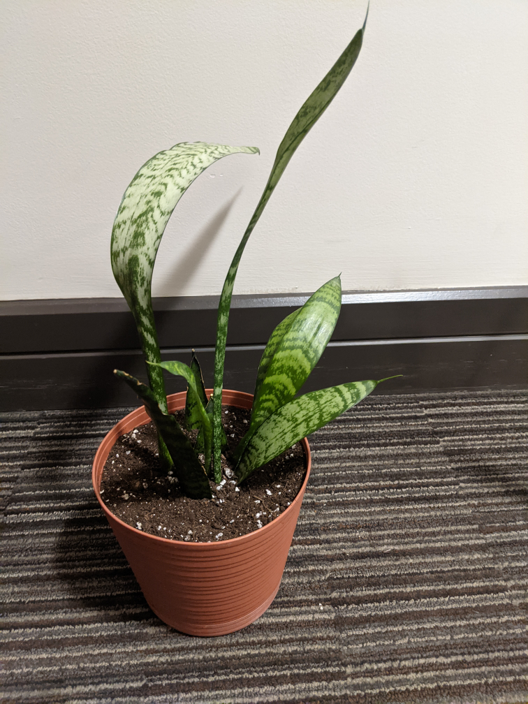 Snake Plant image indicator(4)