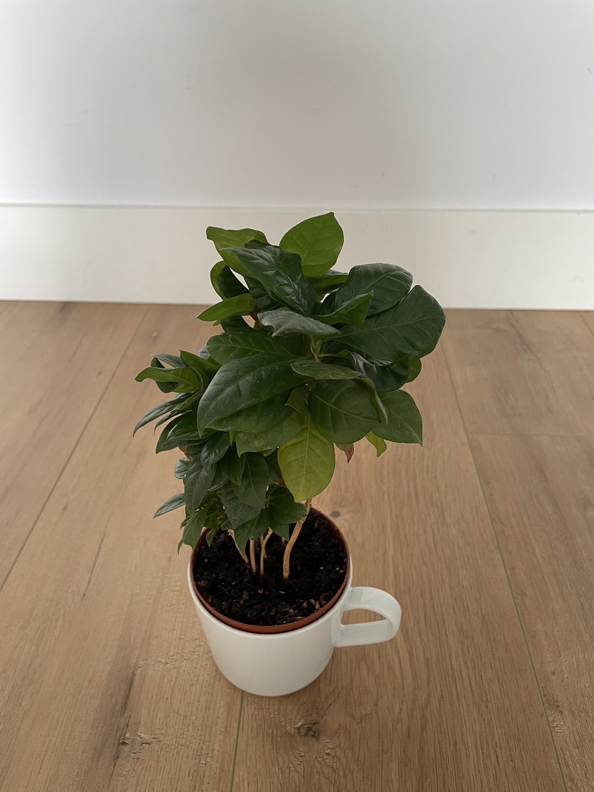 Coffee tree - photo 2