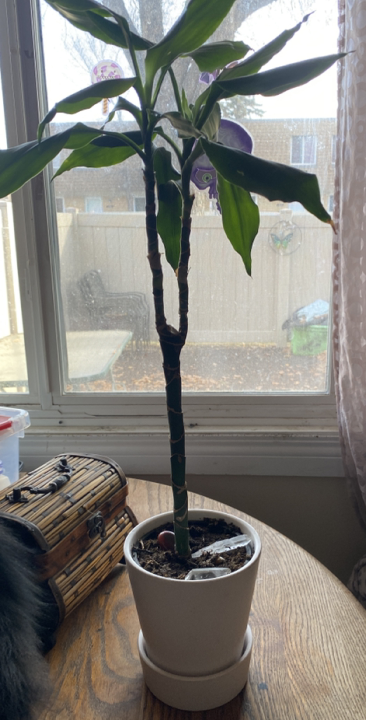 Bamboo plant thumbnail