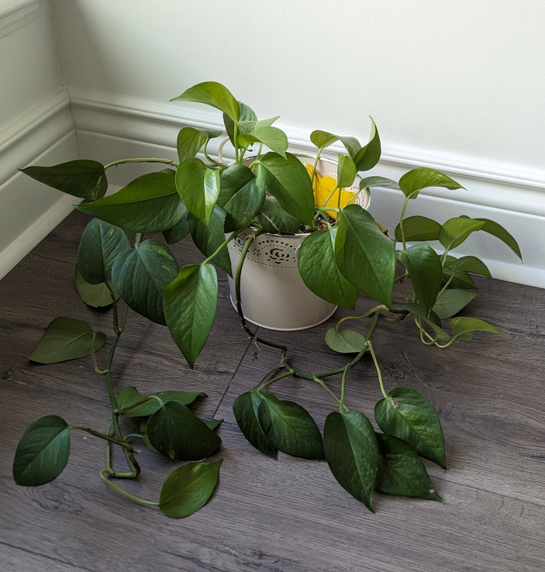 Golden Pothos Plant 🌱