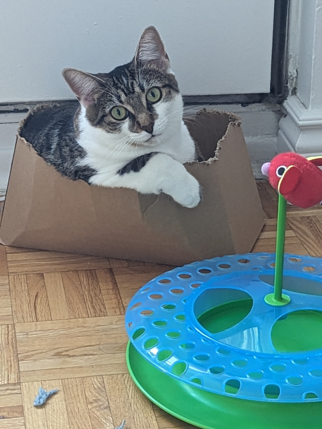 Cat toy #freecycle - photo 3