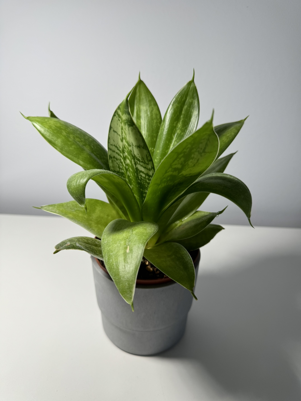 Indoor plant