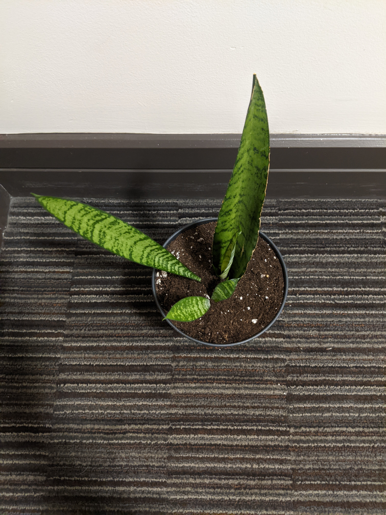 Snake Plant image indicator(2)