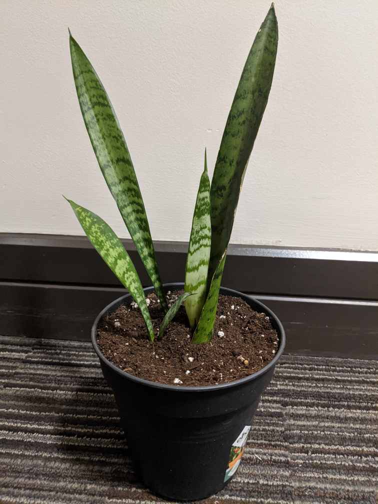 Snake Plant image indicator(3)