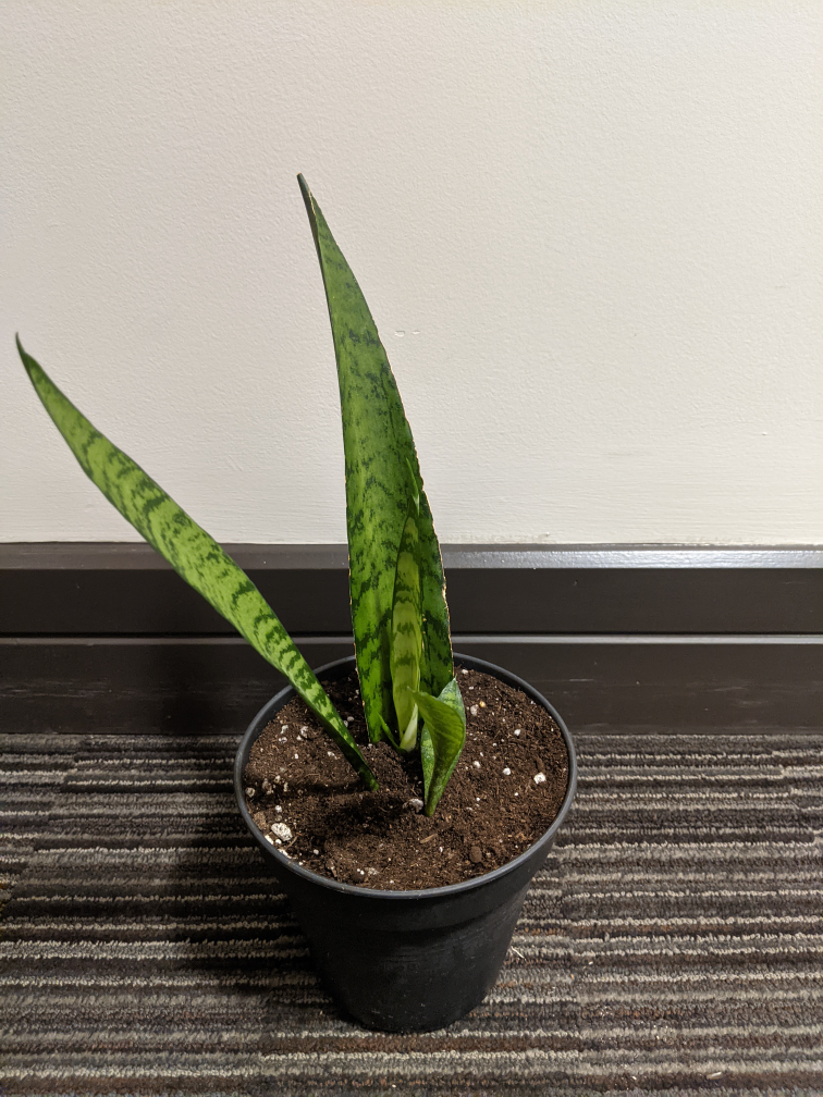 Snake Plant image indicator(4)