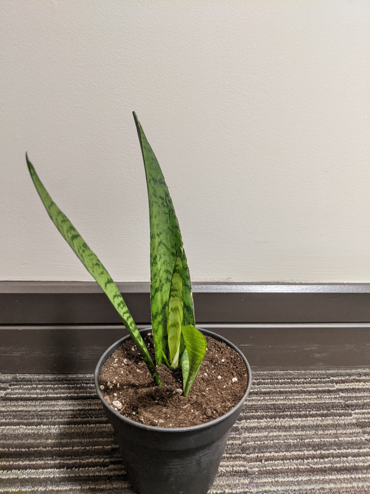 Snake Plant image indicator(6)
