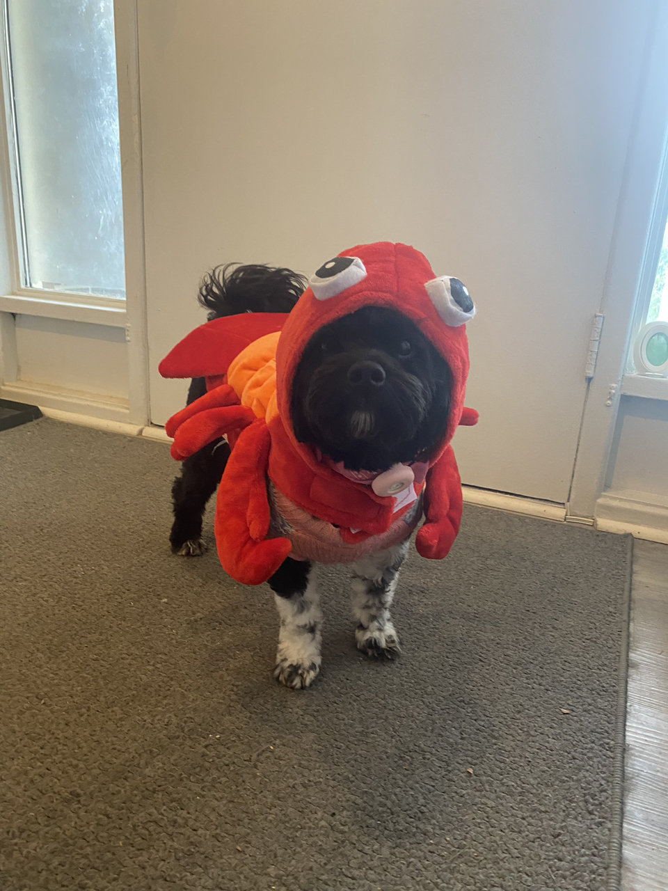 Pet Halloween costume image indicator(2)