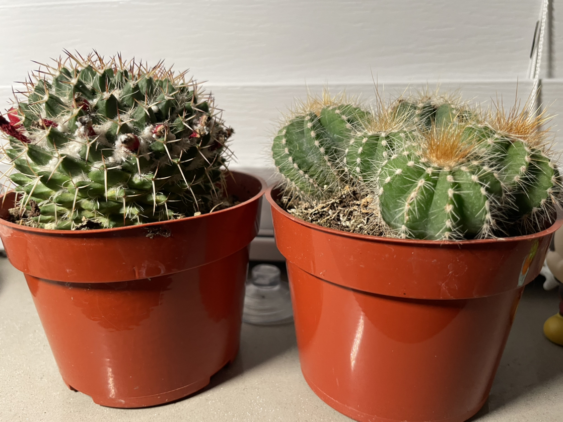 Cactus plant 2pc - photo 2