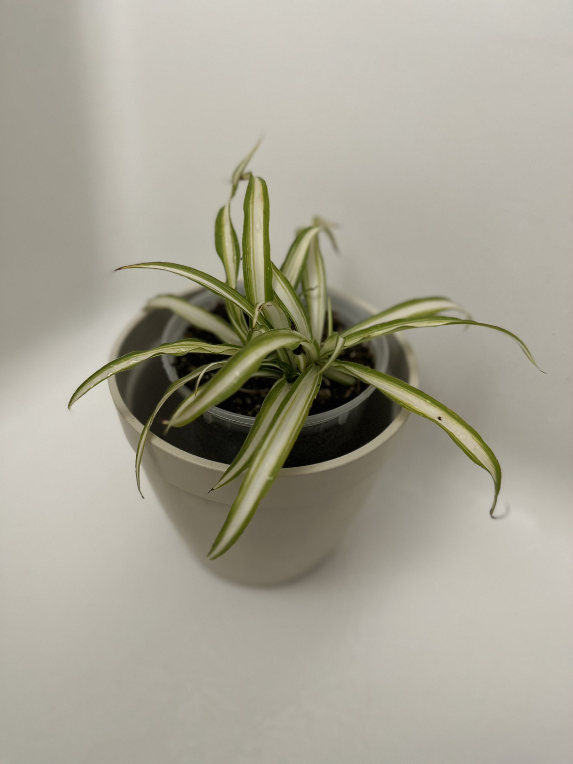 Spider plant ❄️ FREE thumbnail