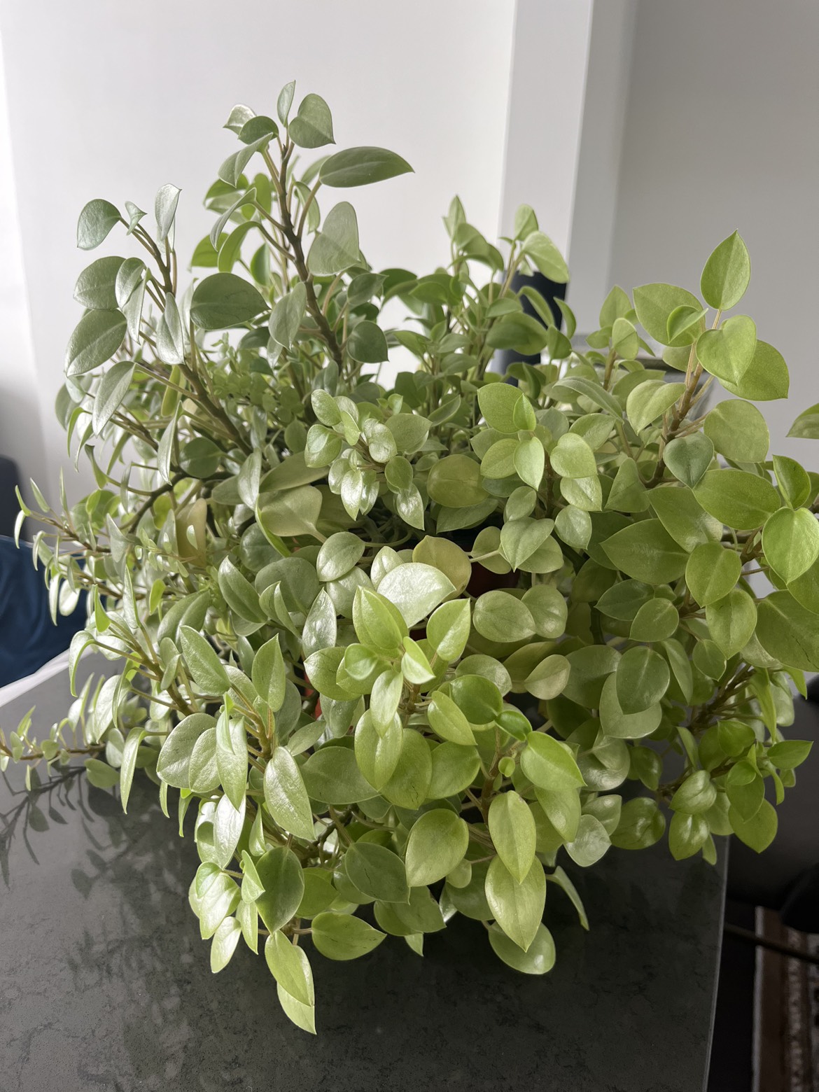 Beautiful, healthy and vibrant plant, 2 years old. thumbnail