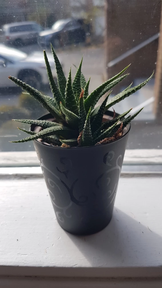 cactus image indicator(2)