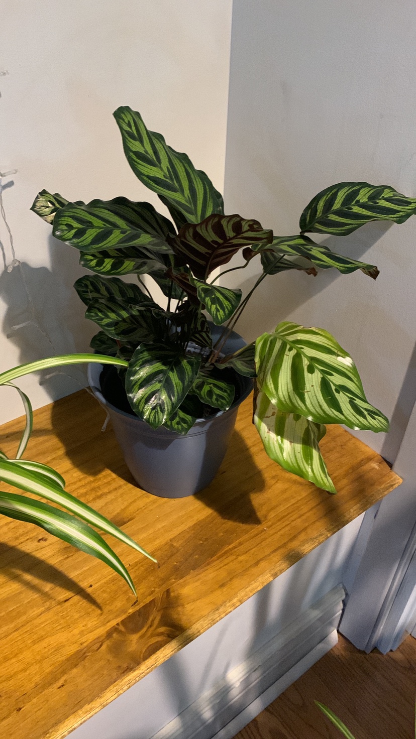 Peacock plant (calathea makoyana) air purifying image indicator(3)