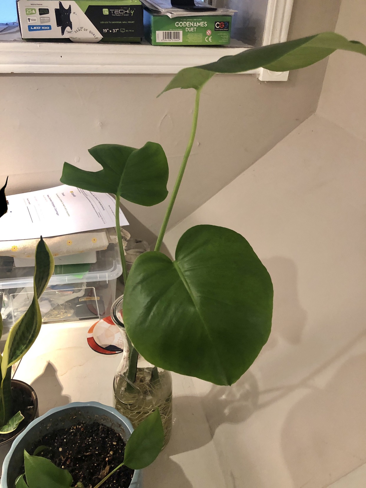 Combo plants set + pots - photo 3