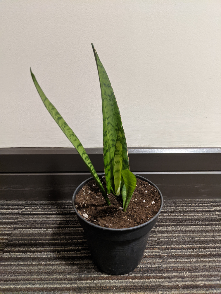 Snake Plant image indicator(5)