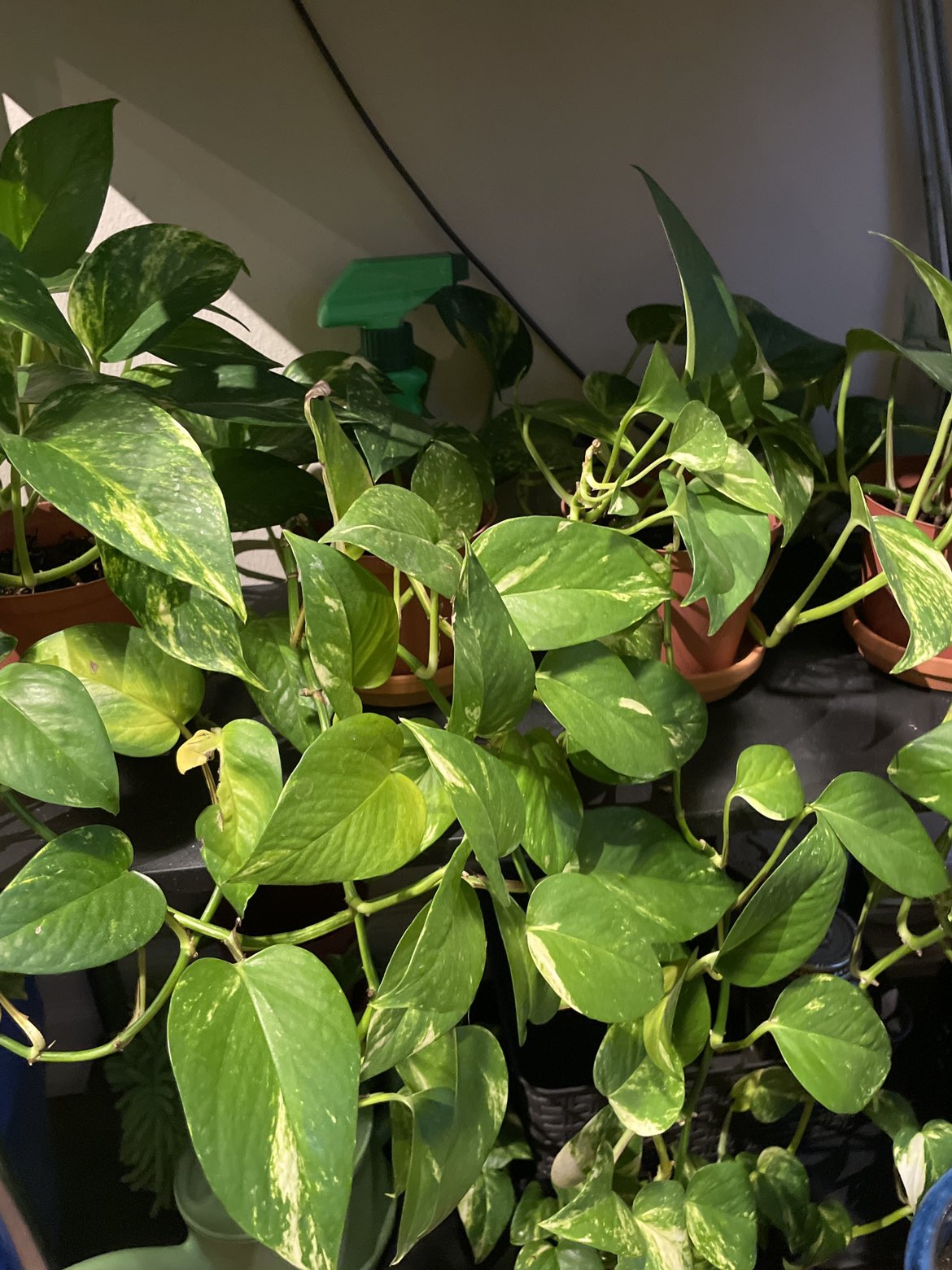 Assorted Plants