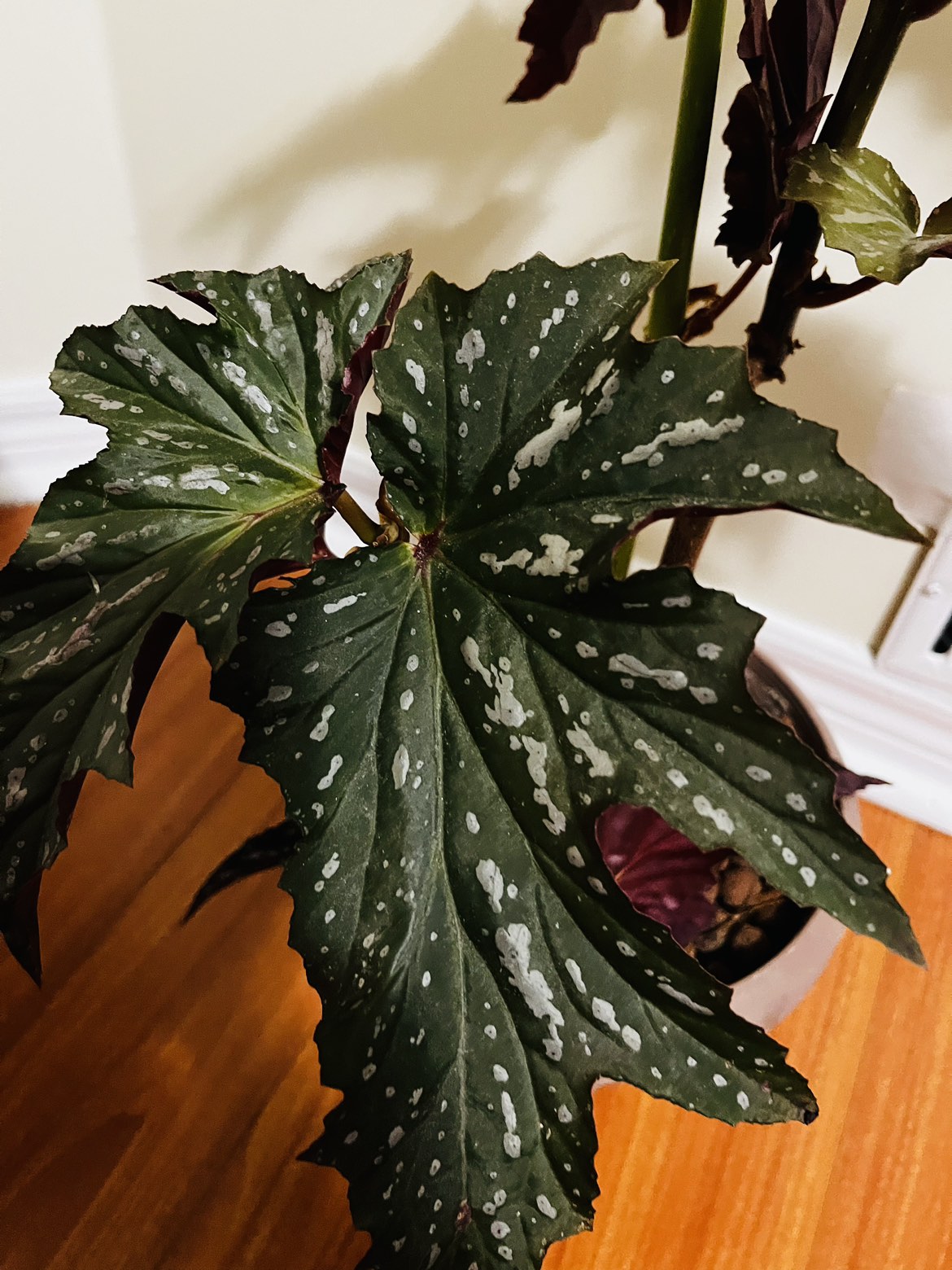 Angel wing begonia plant - photo 2