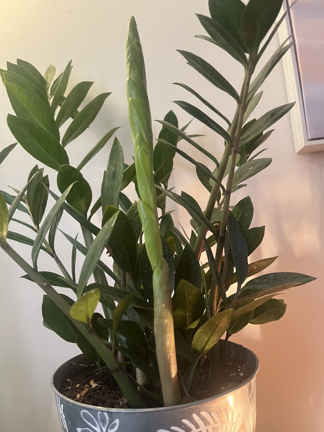 Zz plant - very strong- comes with pot. thumbnail