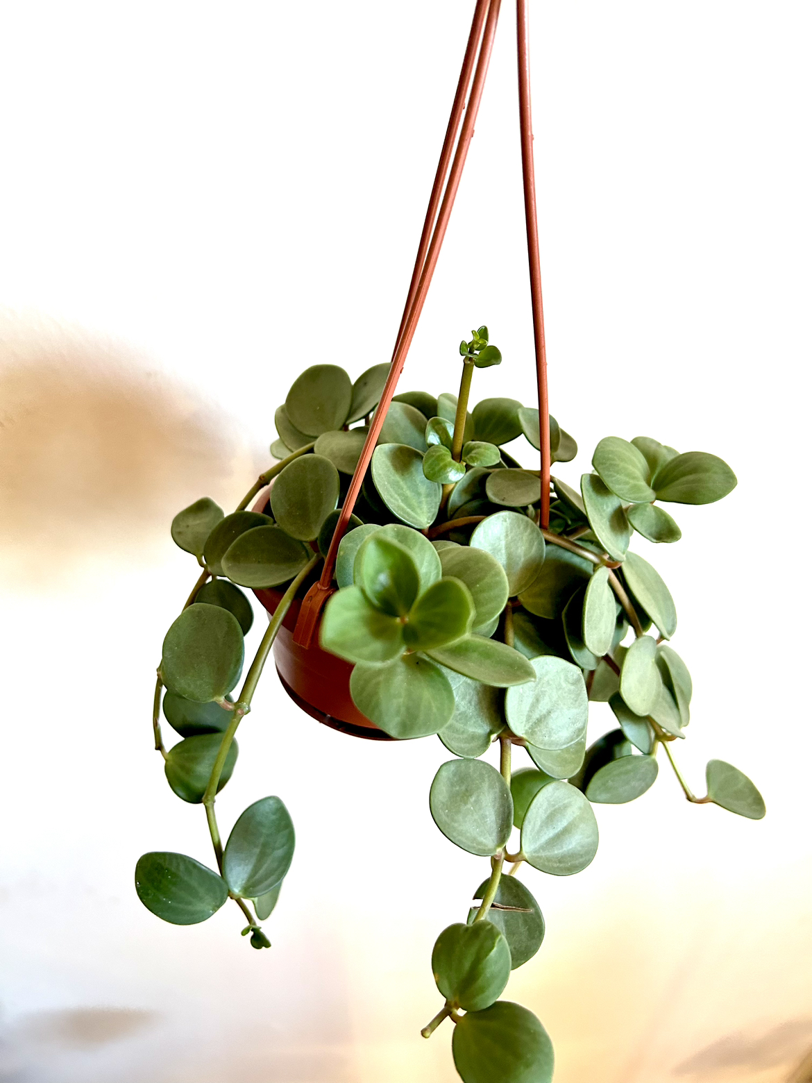 Peperomia Hope thumbnail