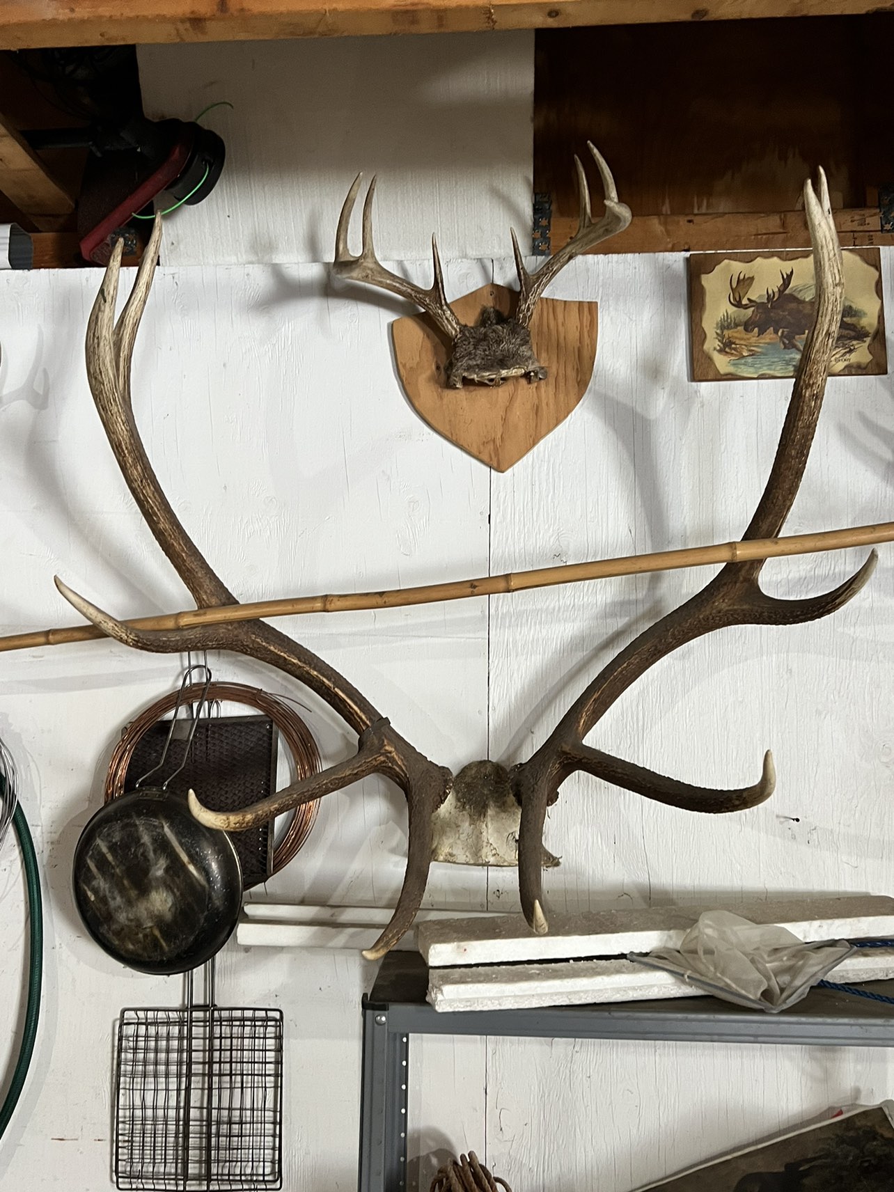 Mounted Antlers - photo 3