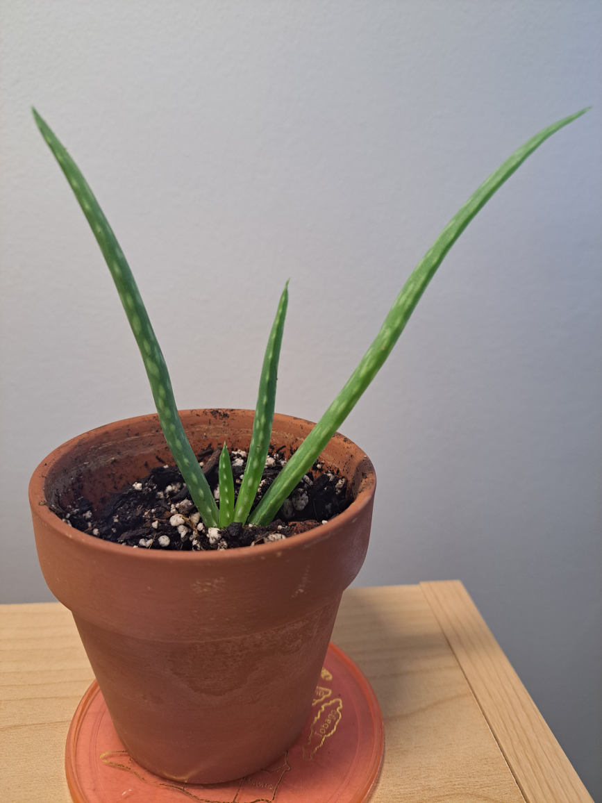 aloe image indicator(2)