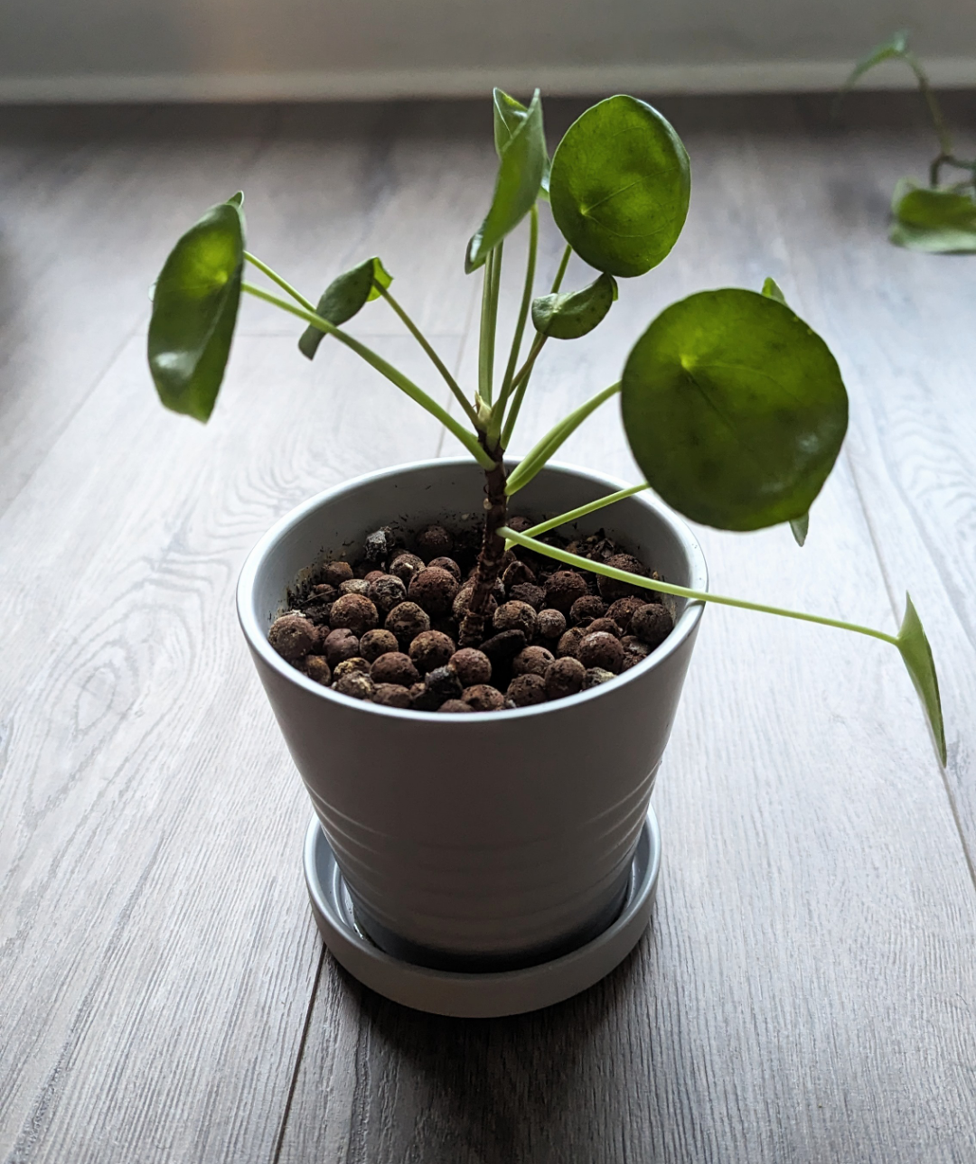 Pilea Peperomioides Plant 🌱 - photo 2