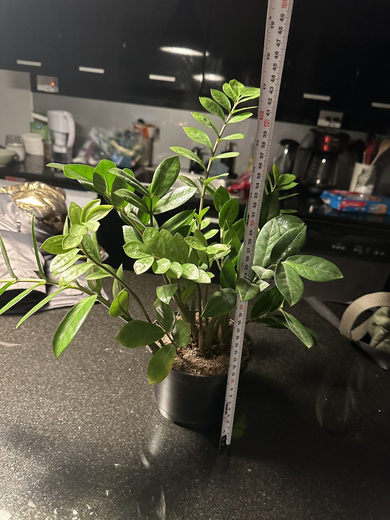 45 cm tall zz (Zamioculcas) plant - photo 5