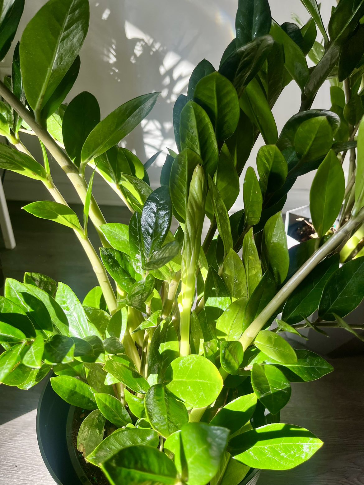 Zz Plant image indicator(4)