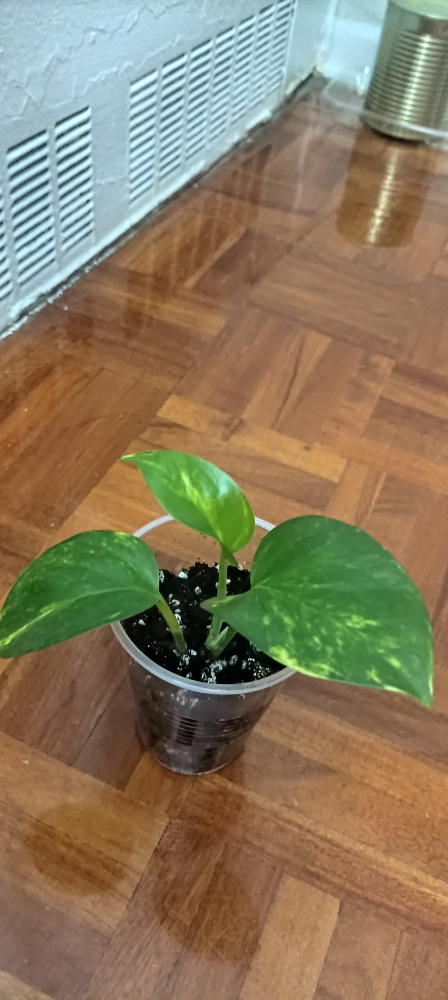 Pothos thumbnail