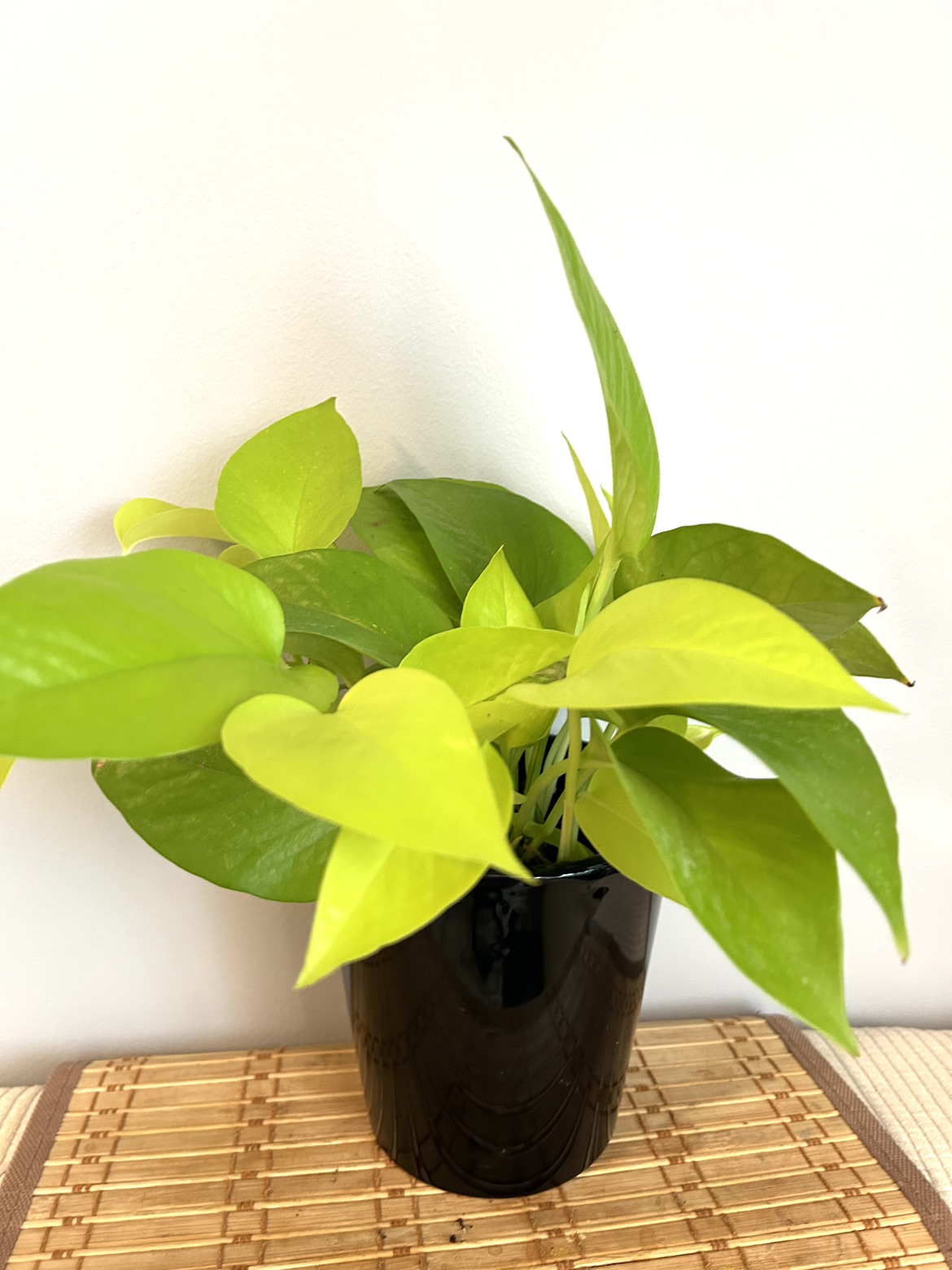 Neon Pothos thumbnail