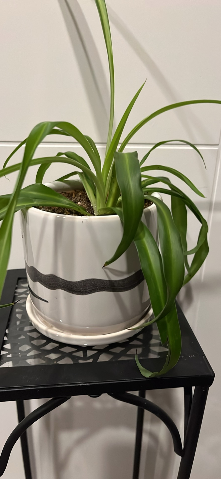 Various Plants - photo 5