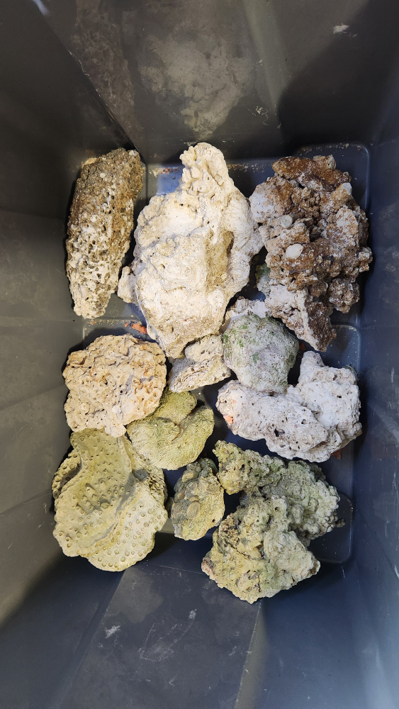 DRIED CORALS - photo 2