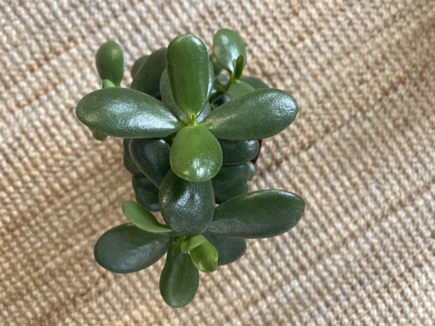 Jade Plant image indicator(4)