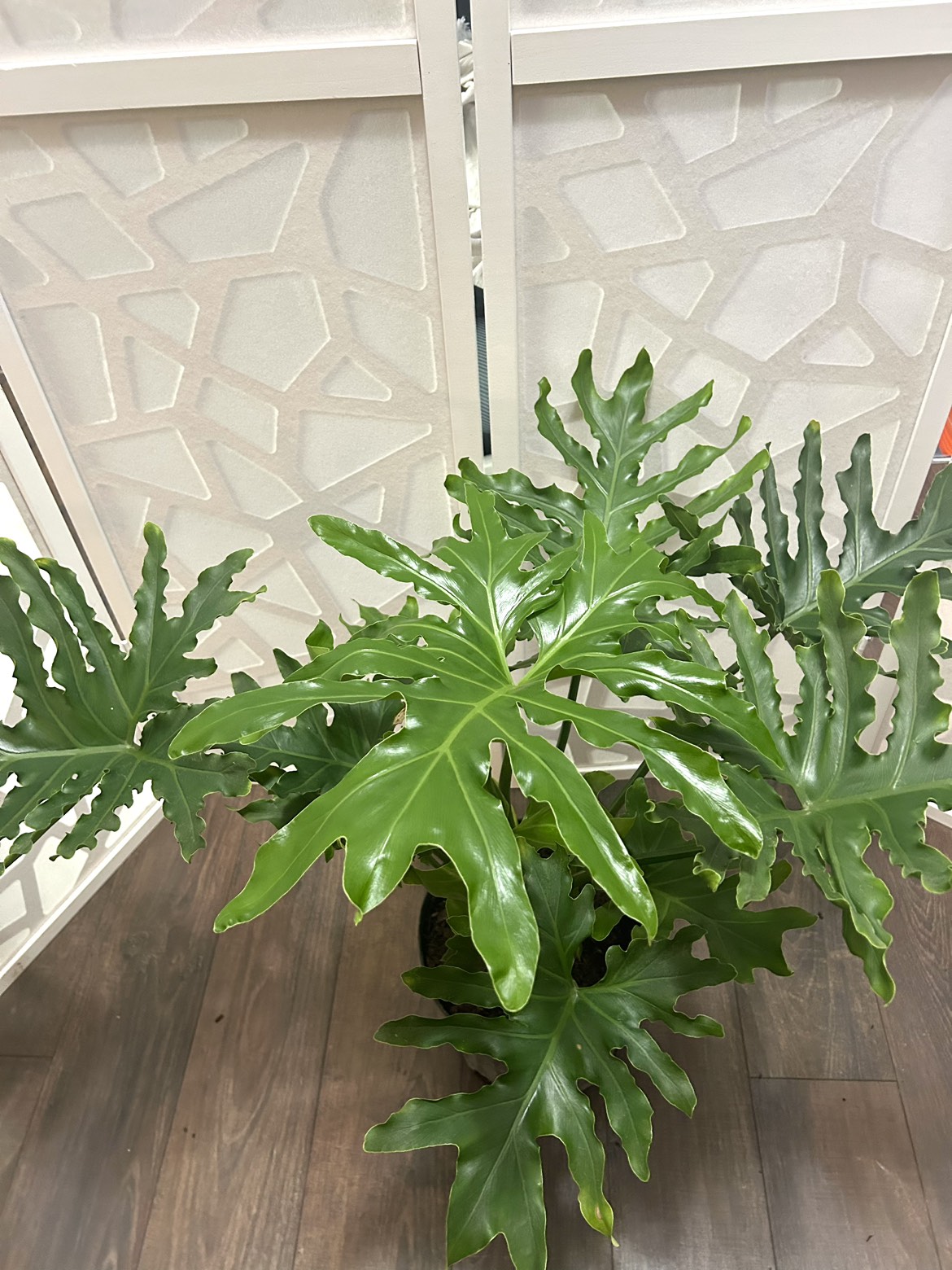 Philodendron Selloum thumbnail