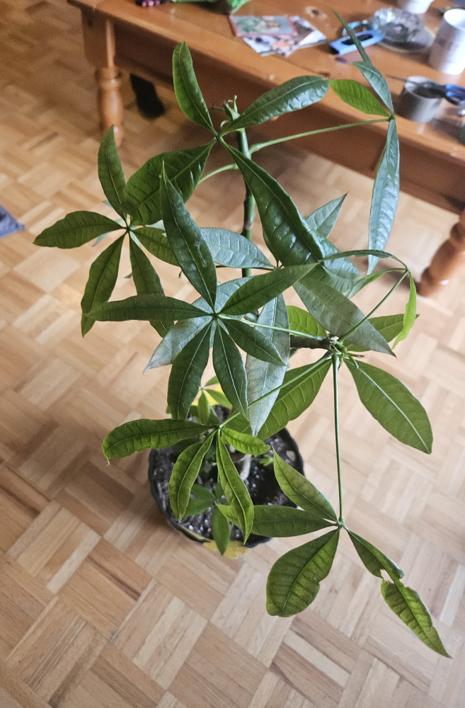 Money Tree thumbnail