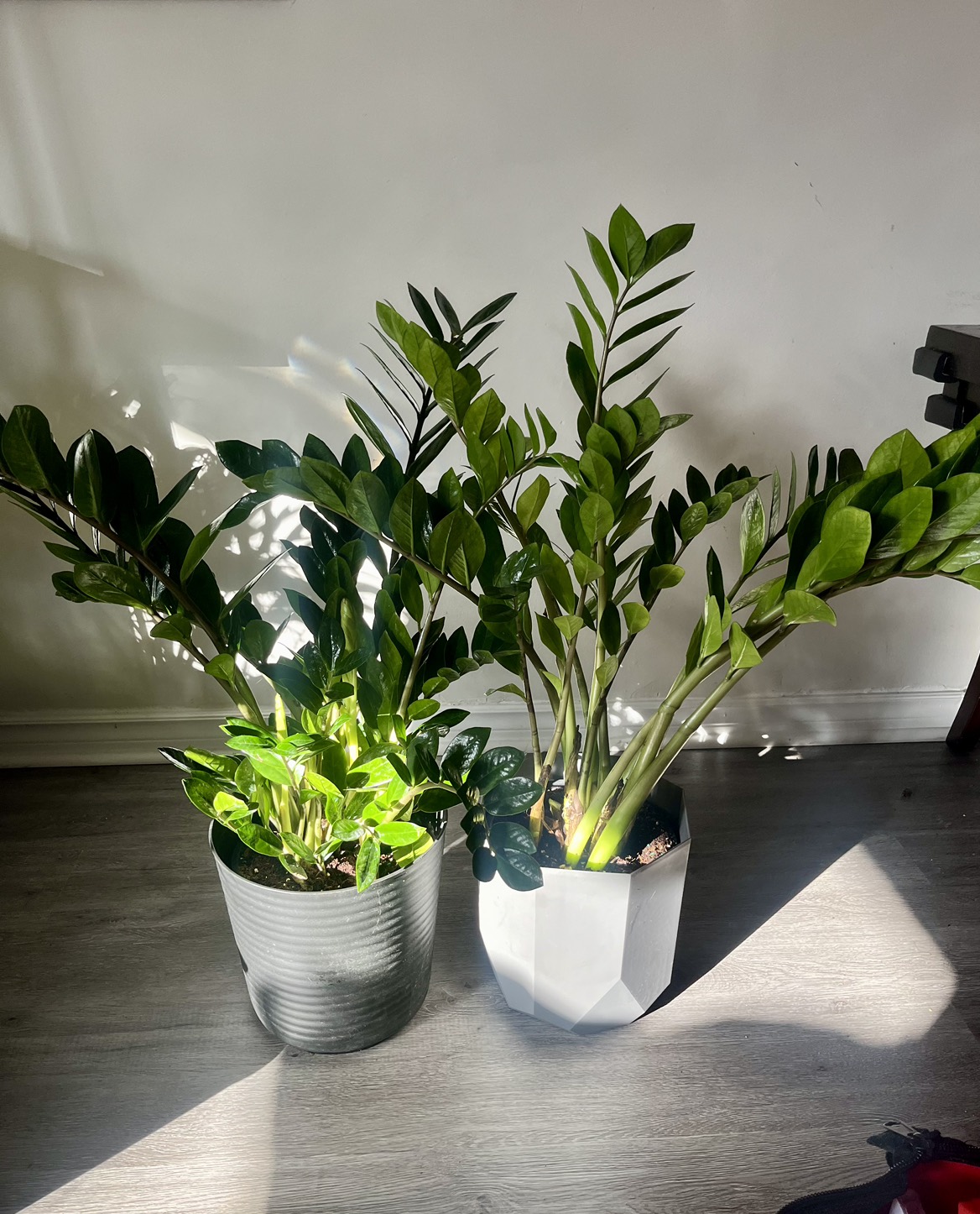 Zz Plant image indicator(2)