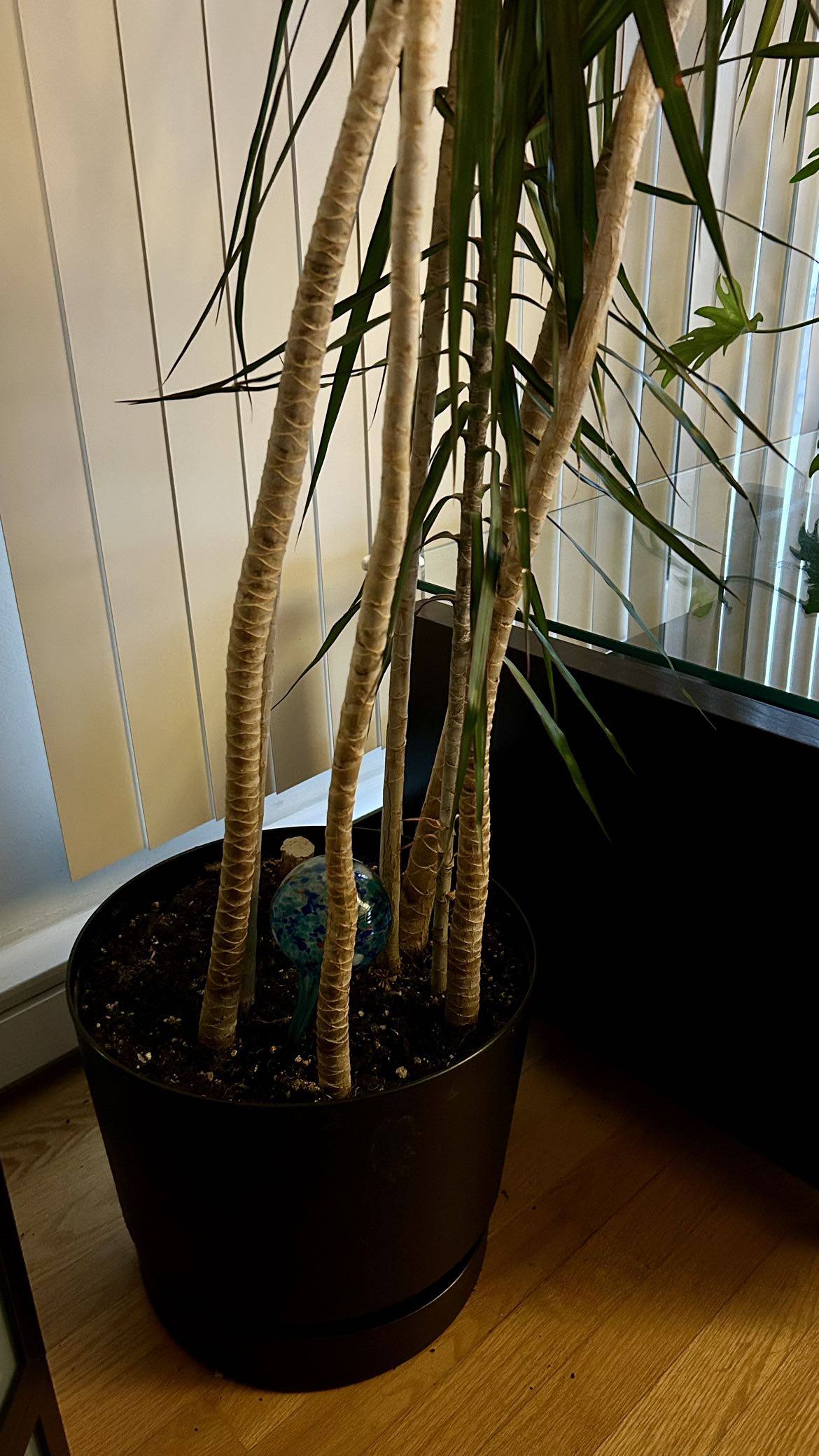 Dracaena Marginata plant - photo 3