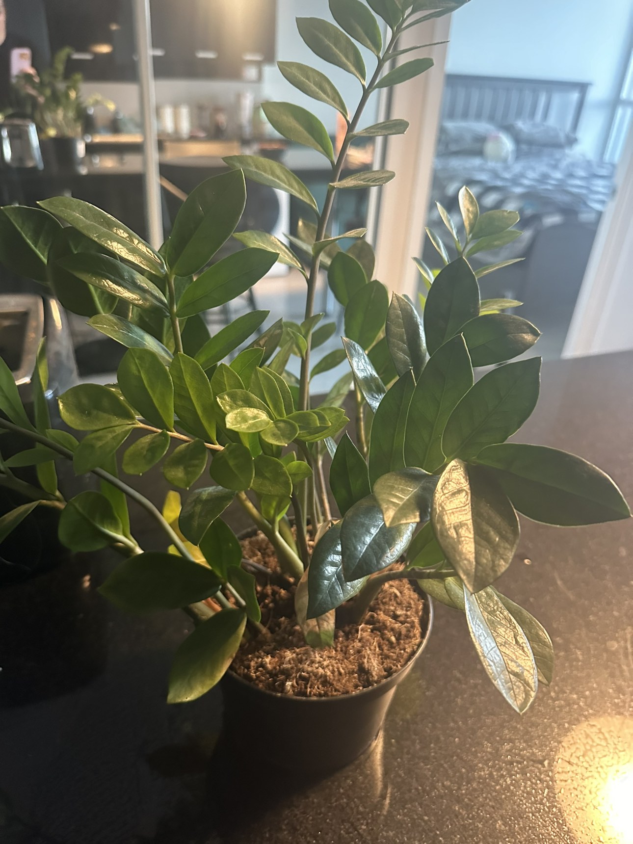 45 cm tall zz (Zamioculcas) plant