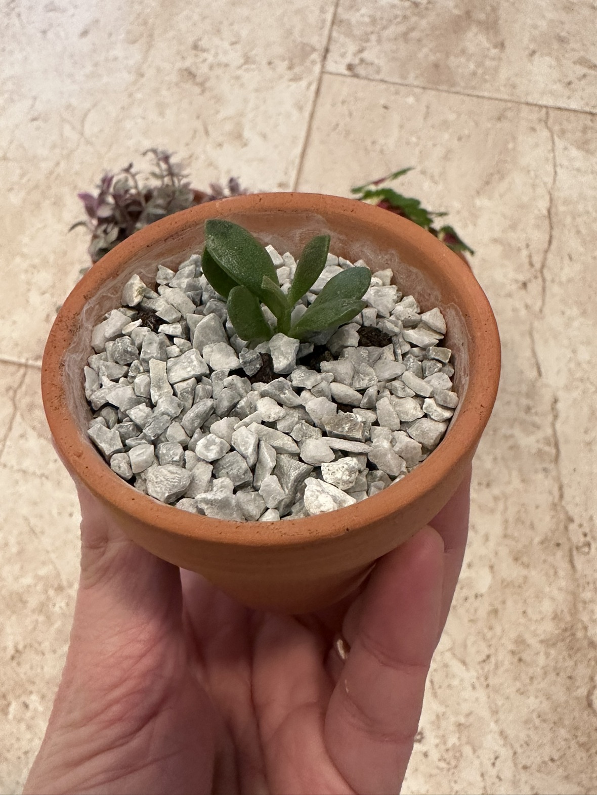 3 baby plants in pot image indicator(2)