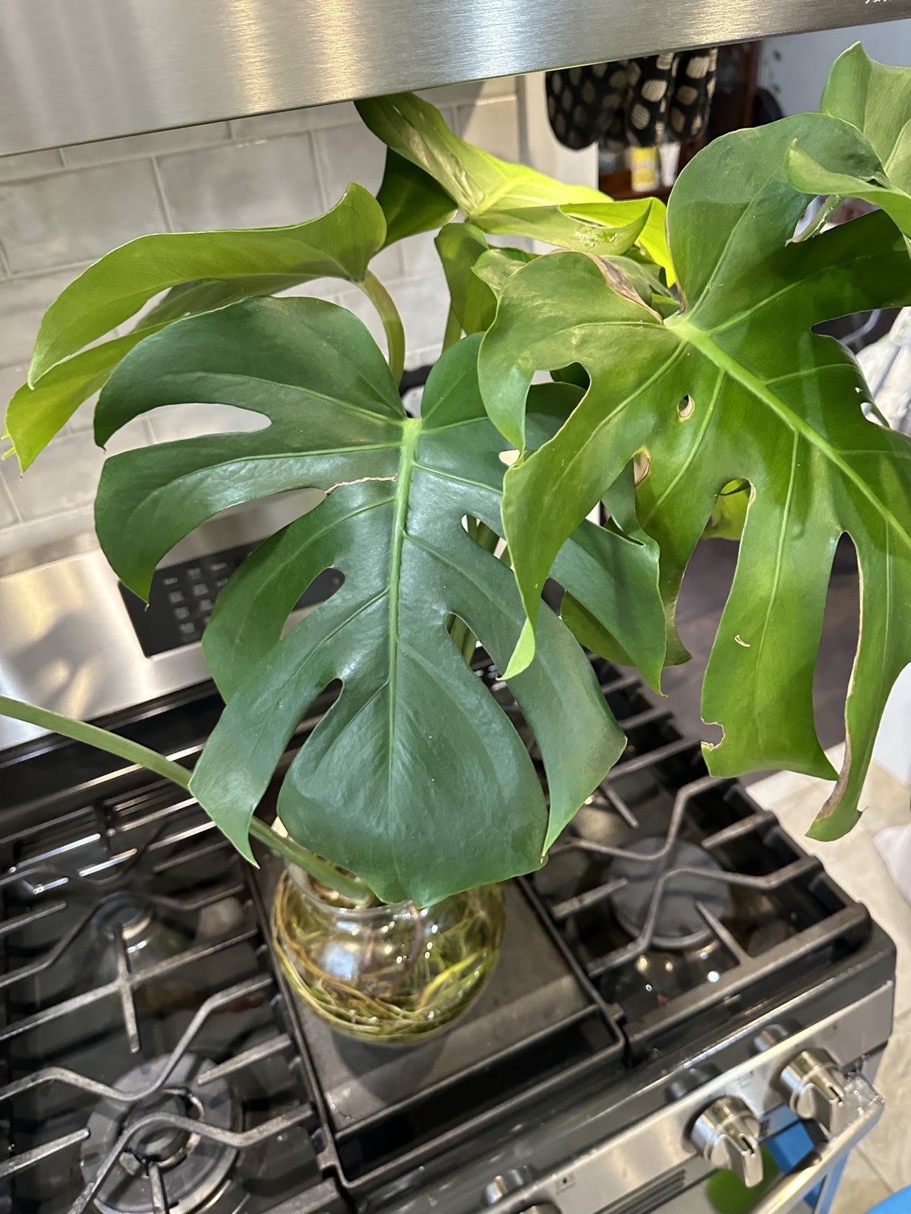 Monstera Cutting thumbnail