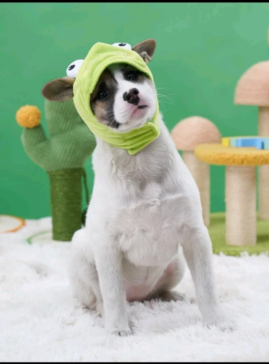 Frog Pet Hat - photo 4