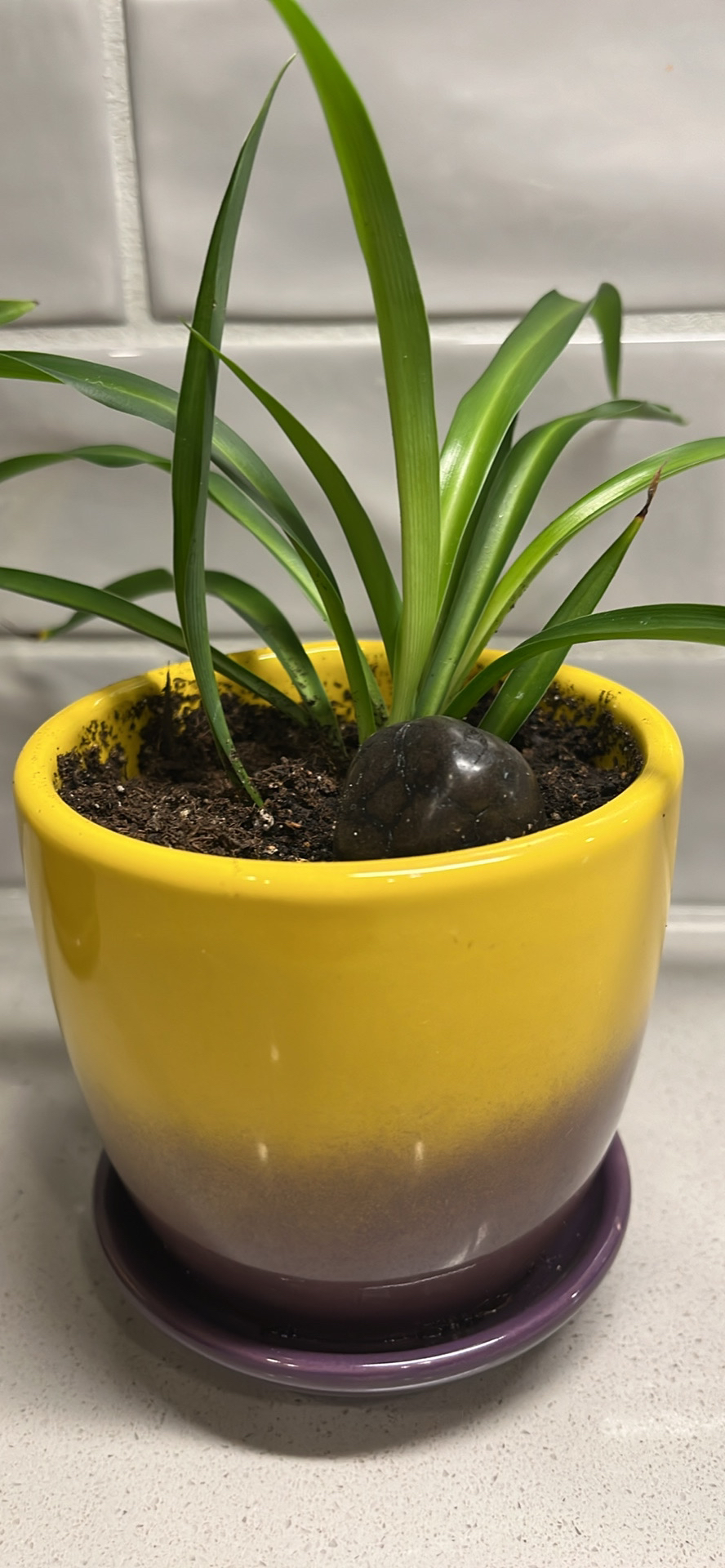 Various Plants - photo 4