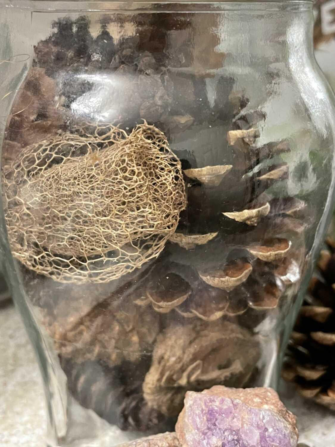 Pinecones / fall foliage image indicator(4)